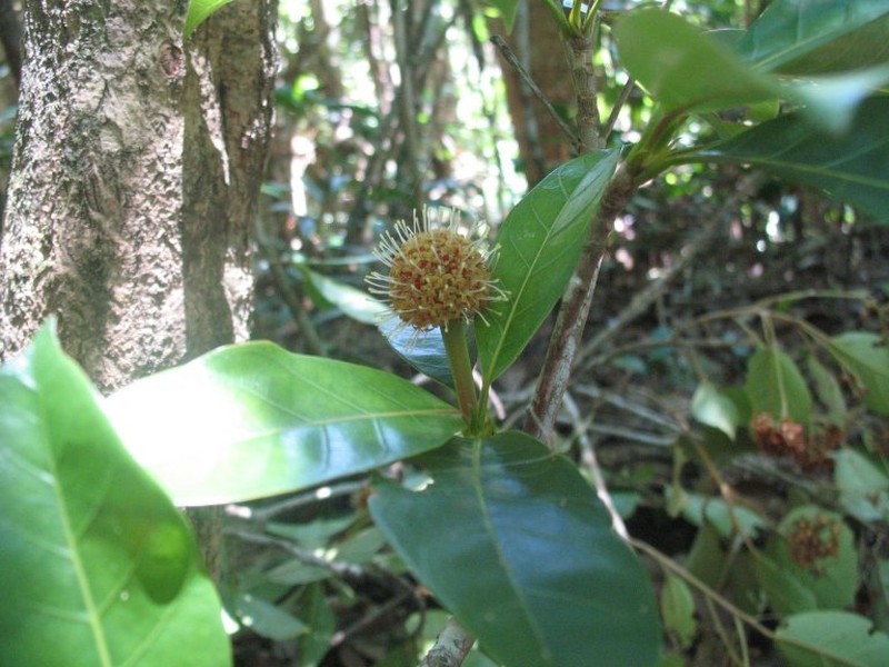 Breonia stipulata