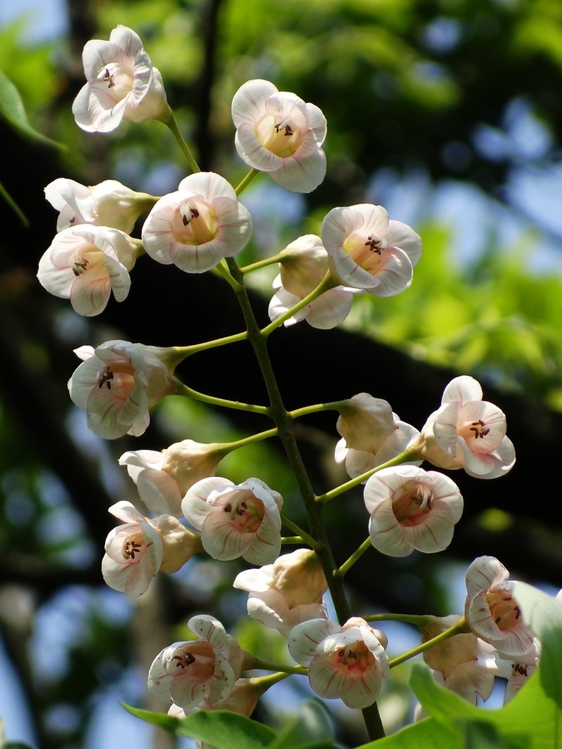 Bretschneidera sinensis photo 2