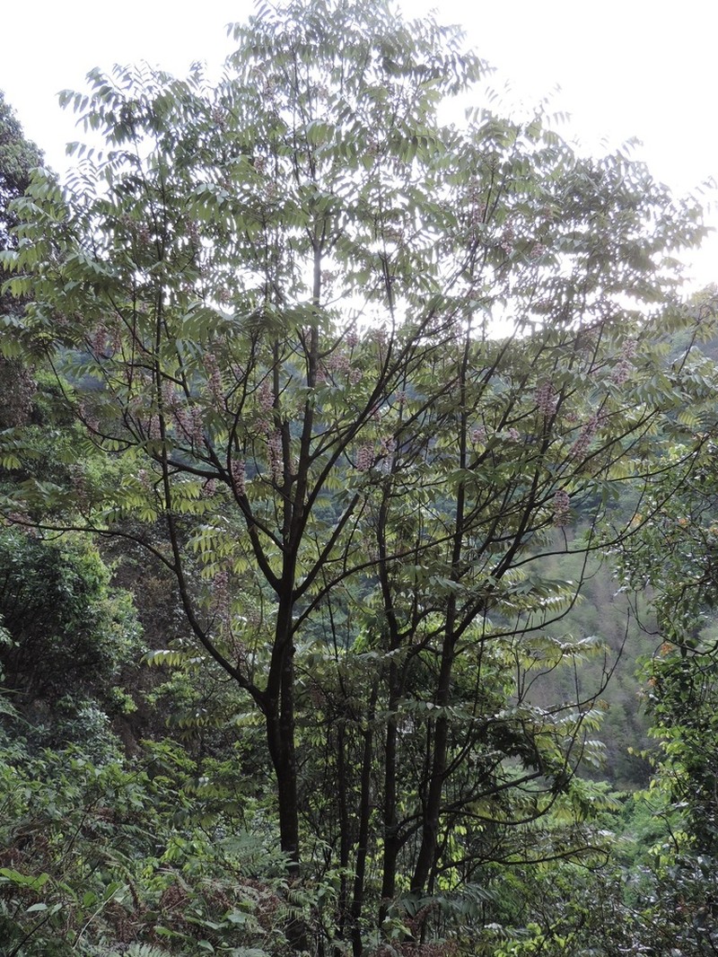 Bretschneidera sinensis photo 3