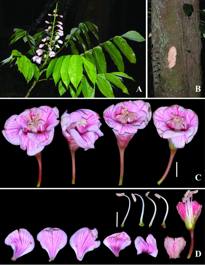 Bretschneidera sinensis photo 4