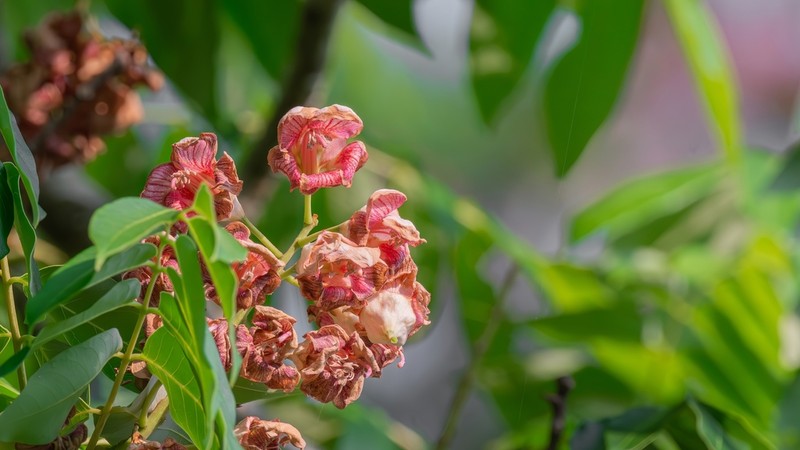 Bretschneidera sinensis photo 5