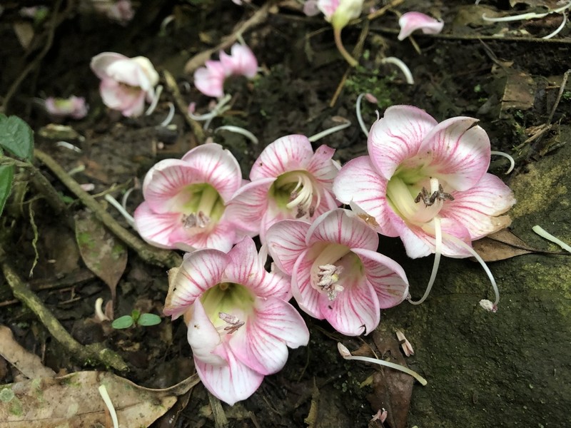Bretschneidera sinensis photo 6