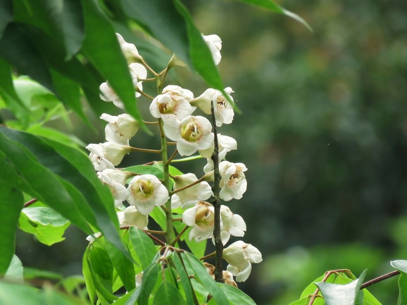 Bretschneidera sinensis photo 7