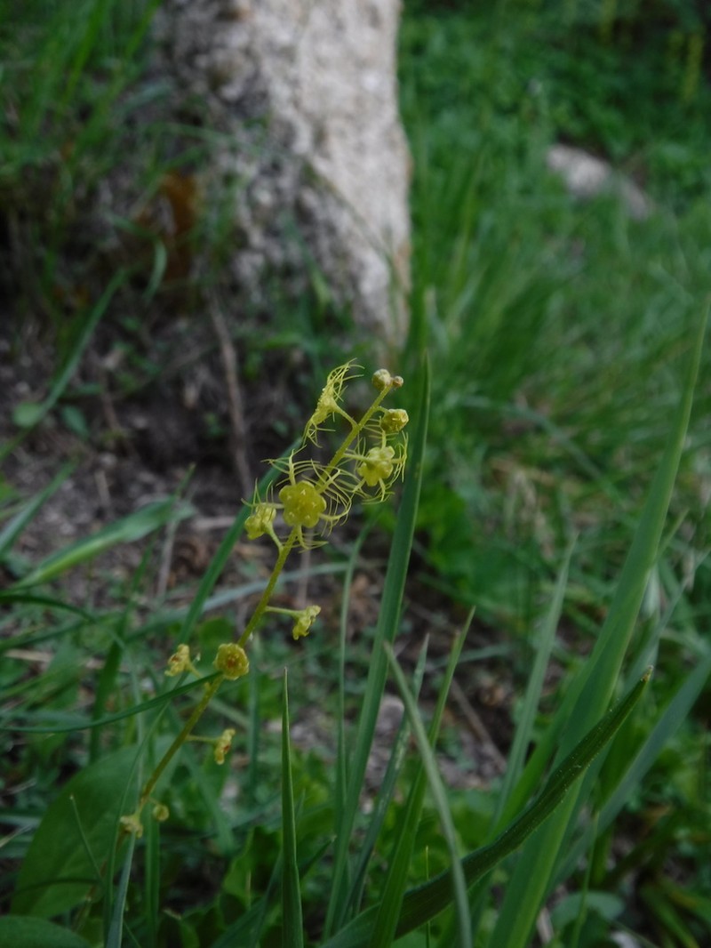 Brewer's Miterwort