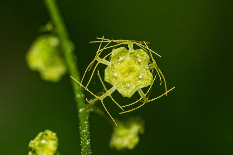 Brewer's Miterwort photo 2