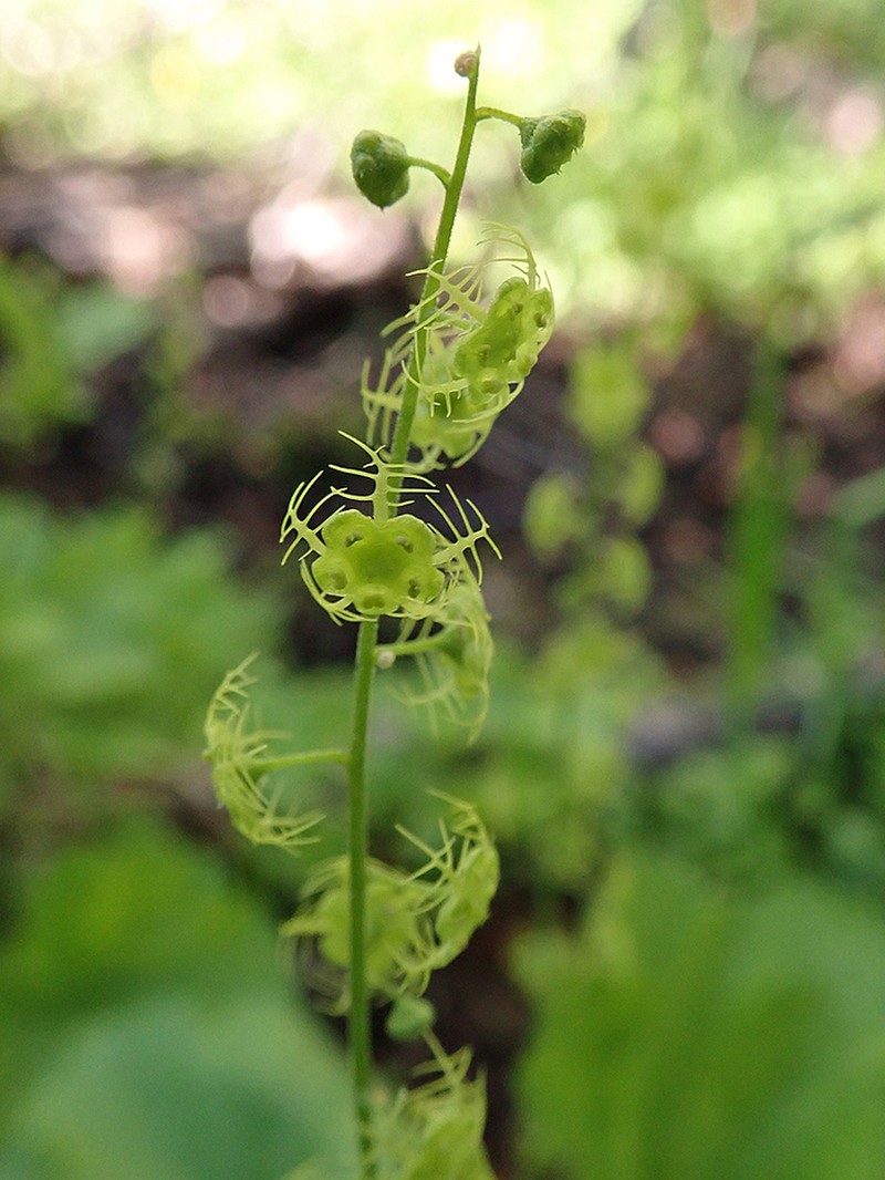 Brewer's Miterwort photo 3