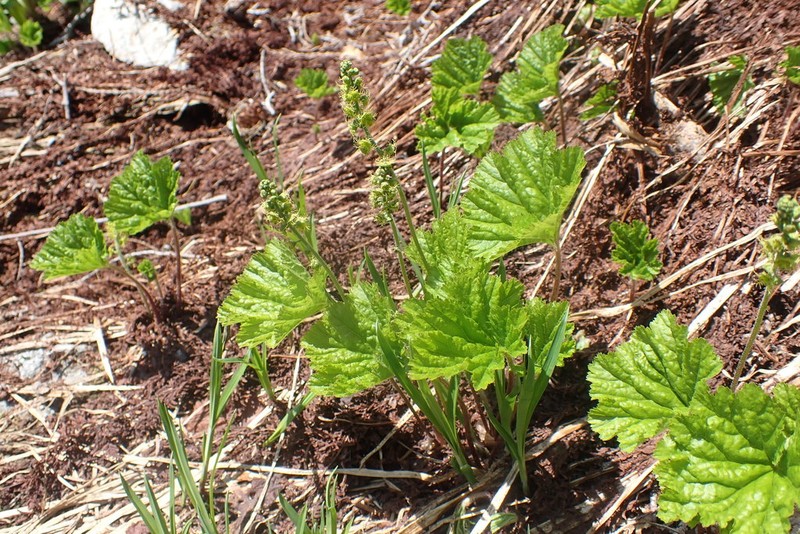 Brewer's Miterwort photo 4