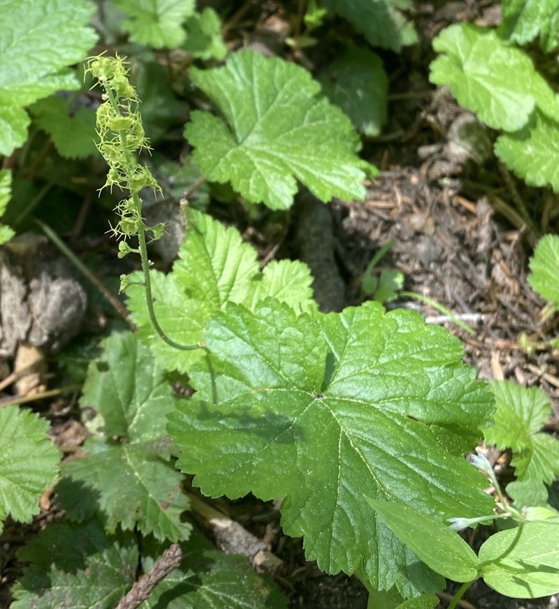 Brewer's Miterwort photo 5