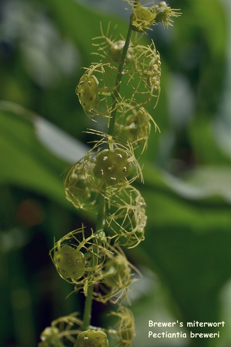 Brewer's Miterwort photo 6