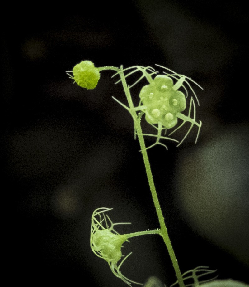 Brewer's Miterwort photo 7