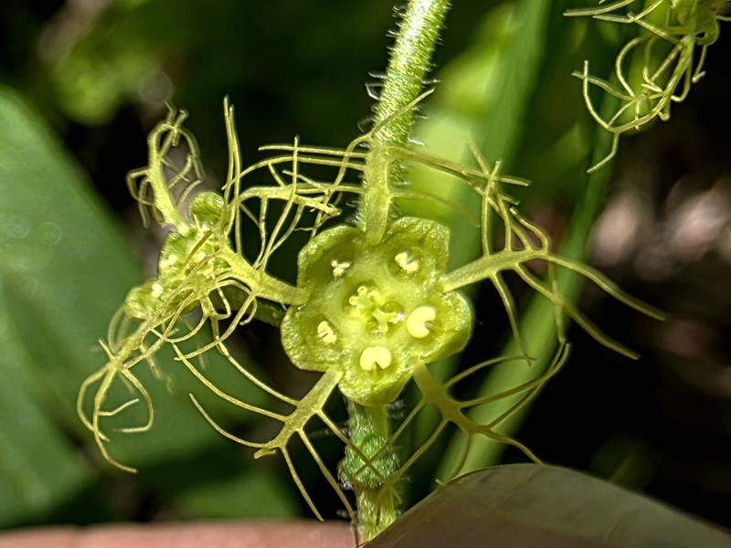 Brewer's Miterwort photo 8