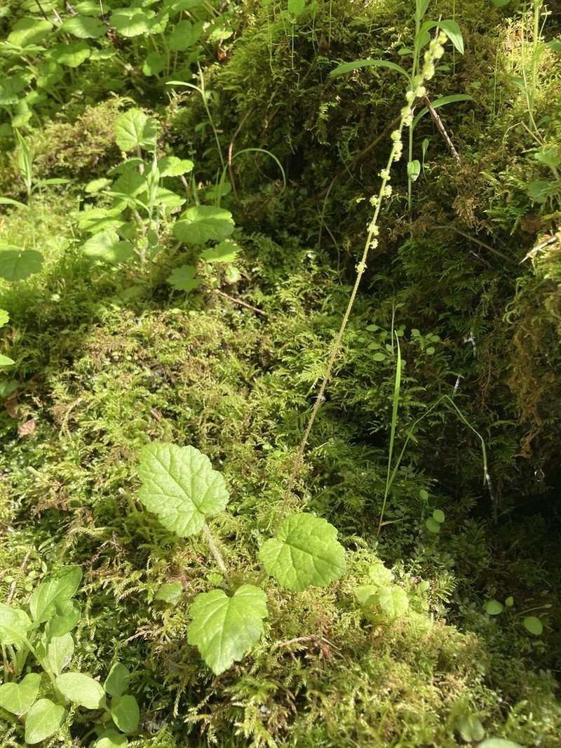 Coastal Miterwort
