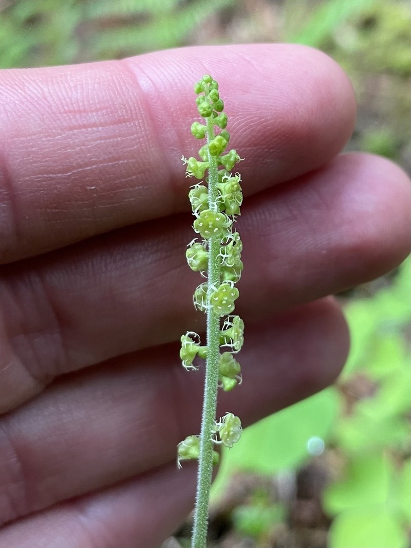 Coastal Miterwort photo 2