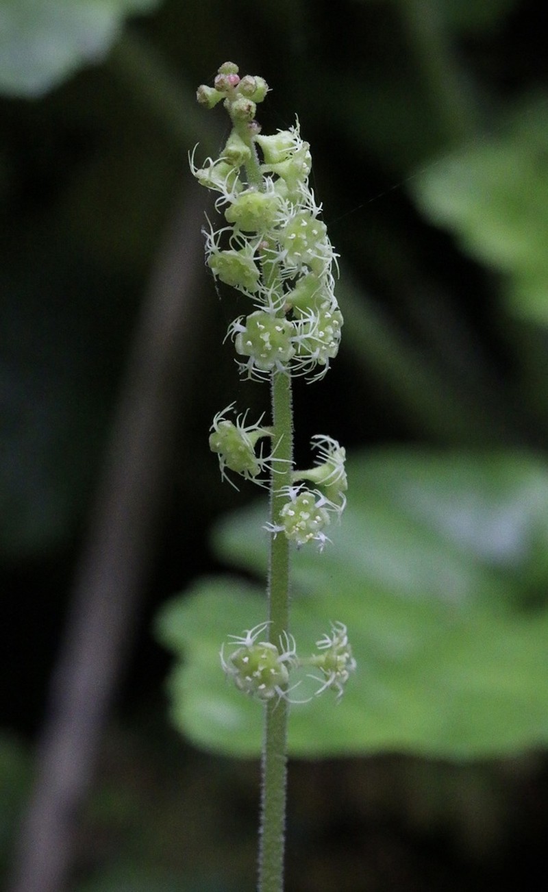 Coastal Miterwort photo 3