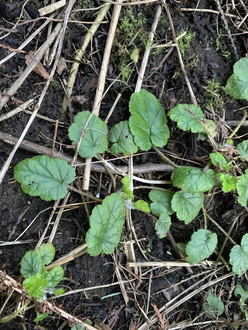 Coastal Miterwort photo 4