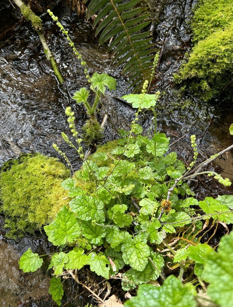 Coastal Miterwort photo 5