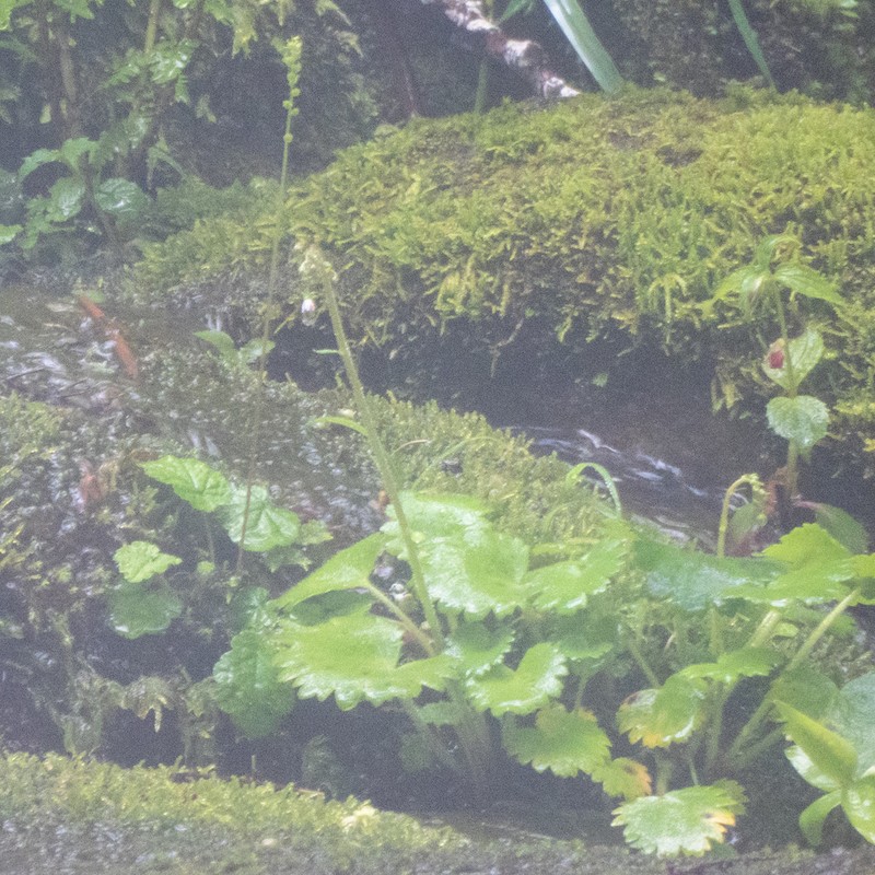 Coastal Miterwort photo 6