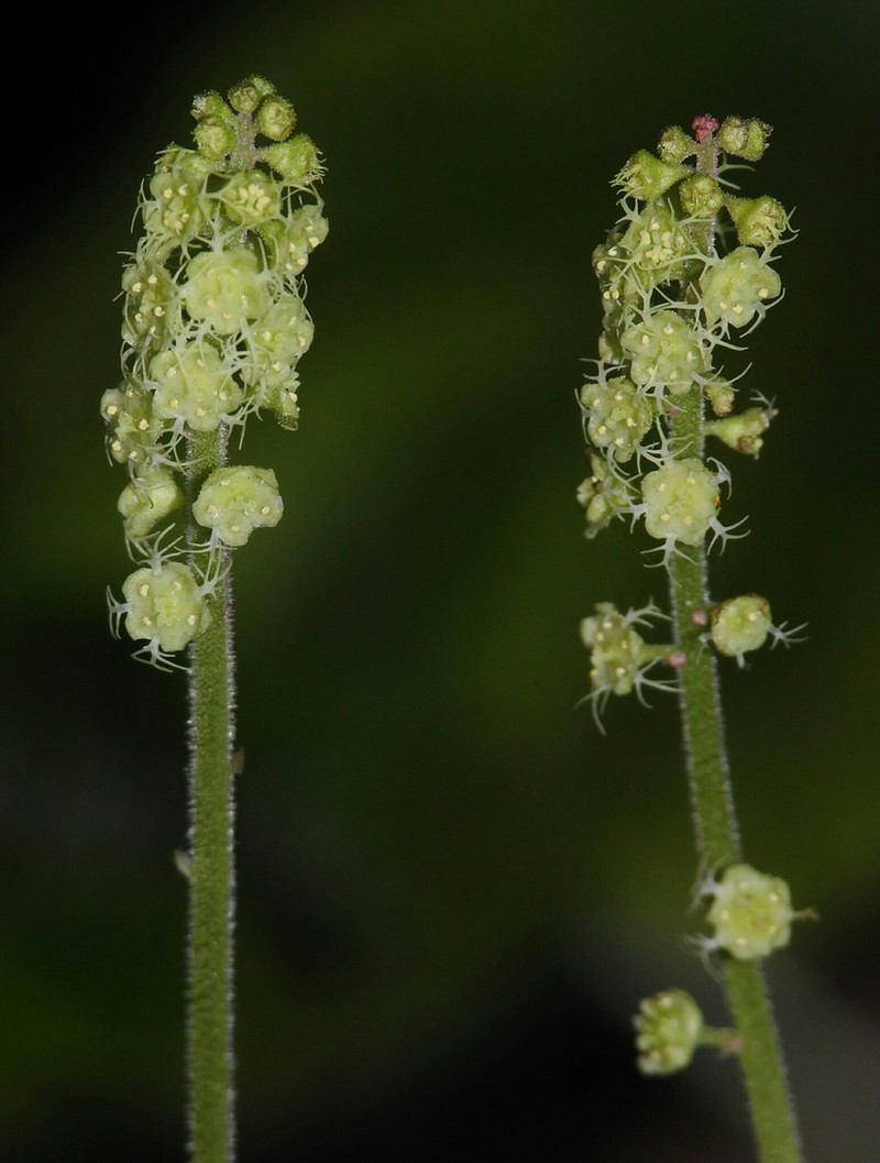 Coastal Miterwort photo 7