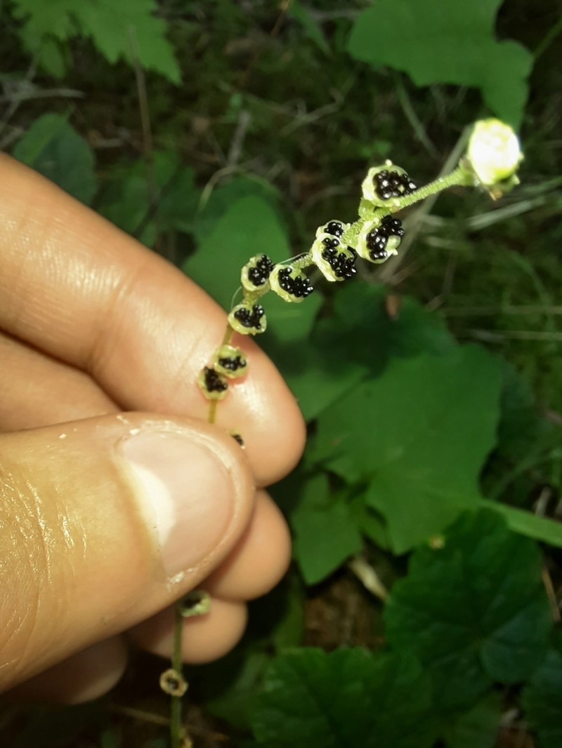 Coastal Miterwort photo 8