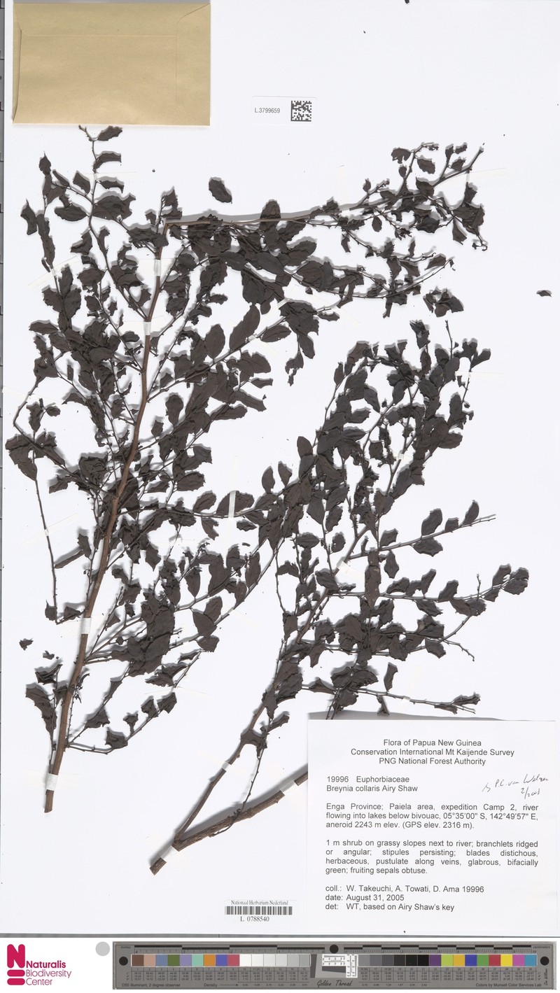 Breynia collaris