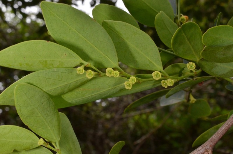 Breynia coriacea