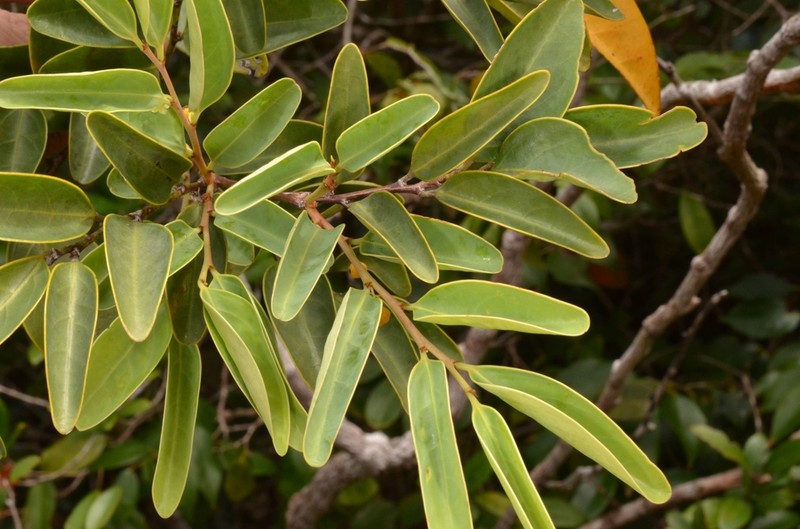 Breynia coriacea photo 2