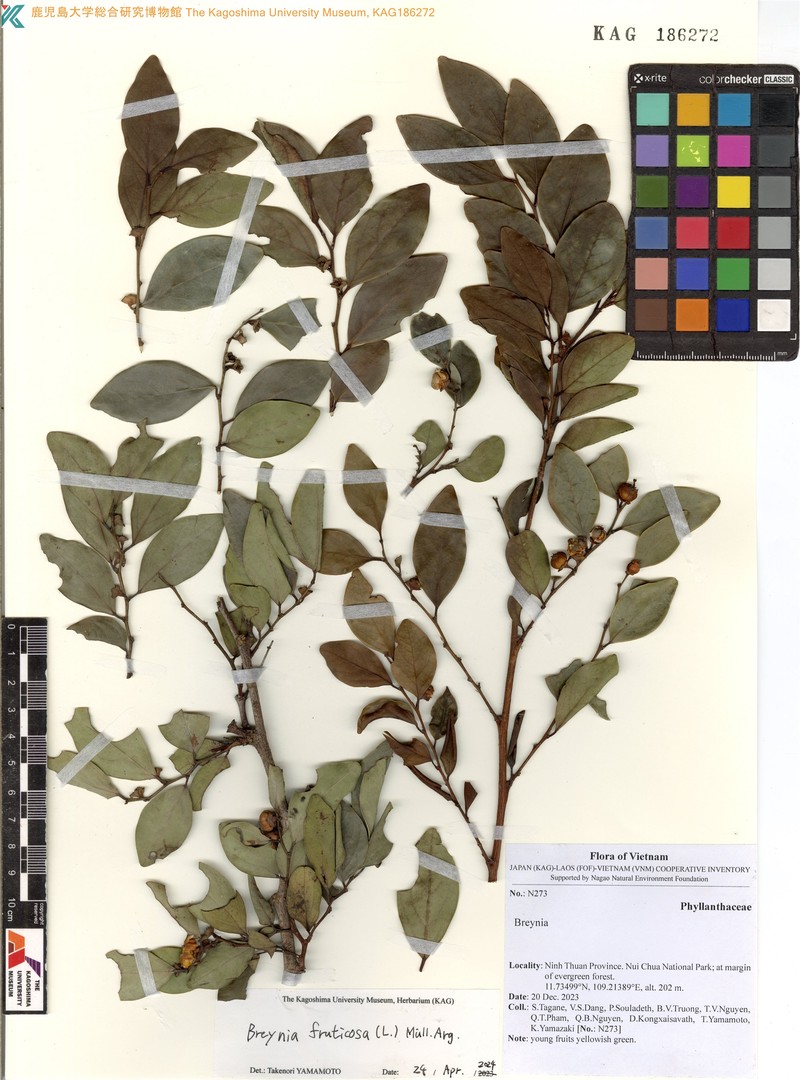 Breynia coriacea photo 3