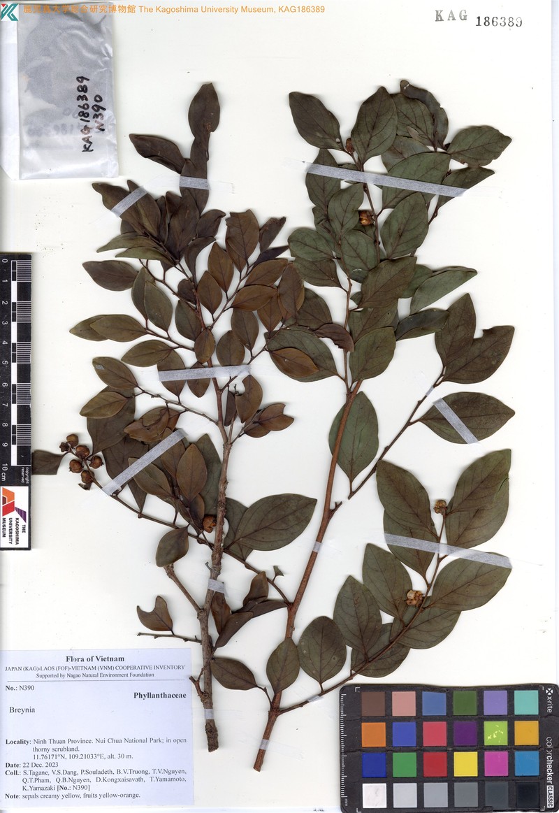 Breynia coriacea photo 4