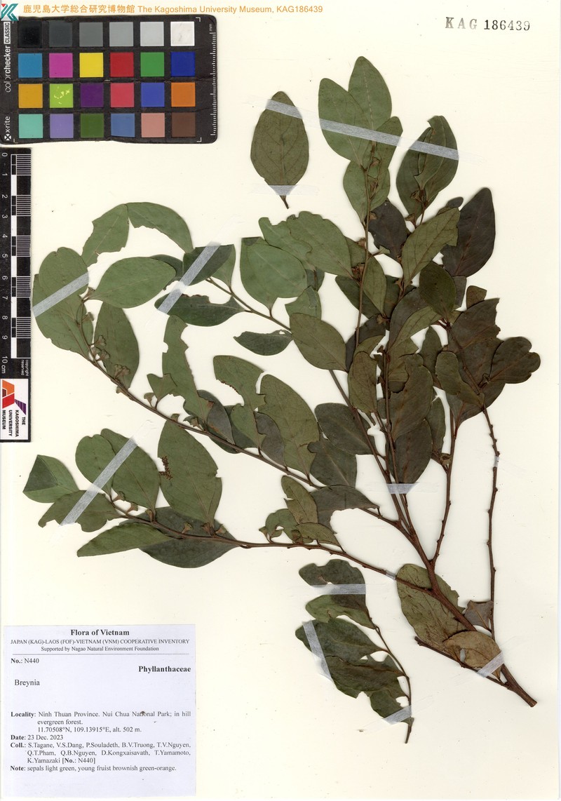 Breynia coriacea photo 5