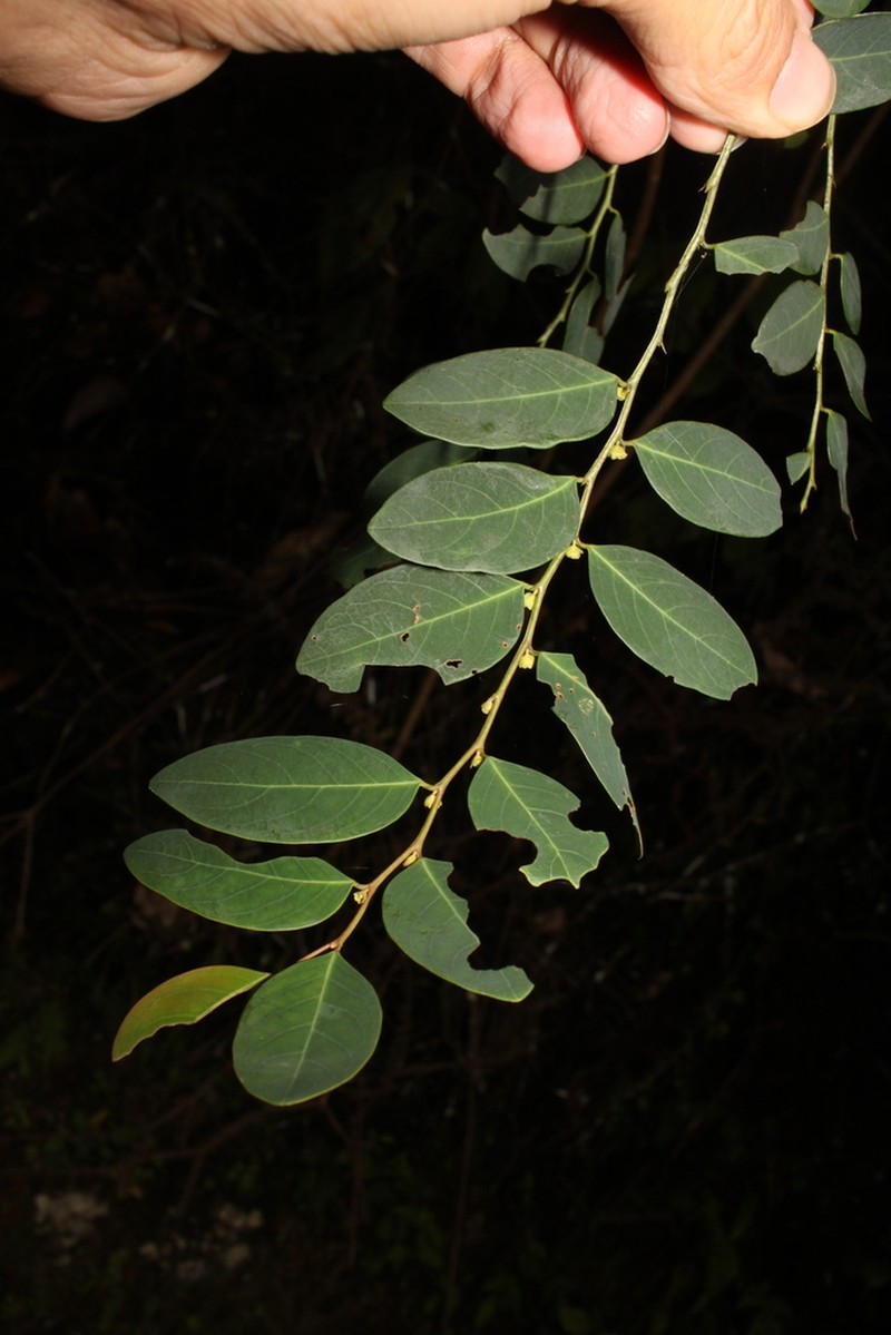 Breynia coronata