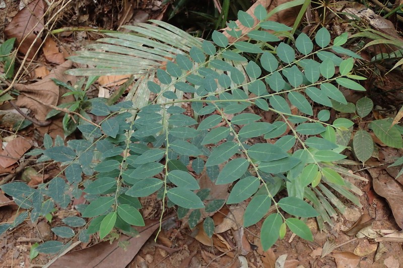 Breynia coronata photo 2