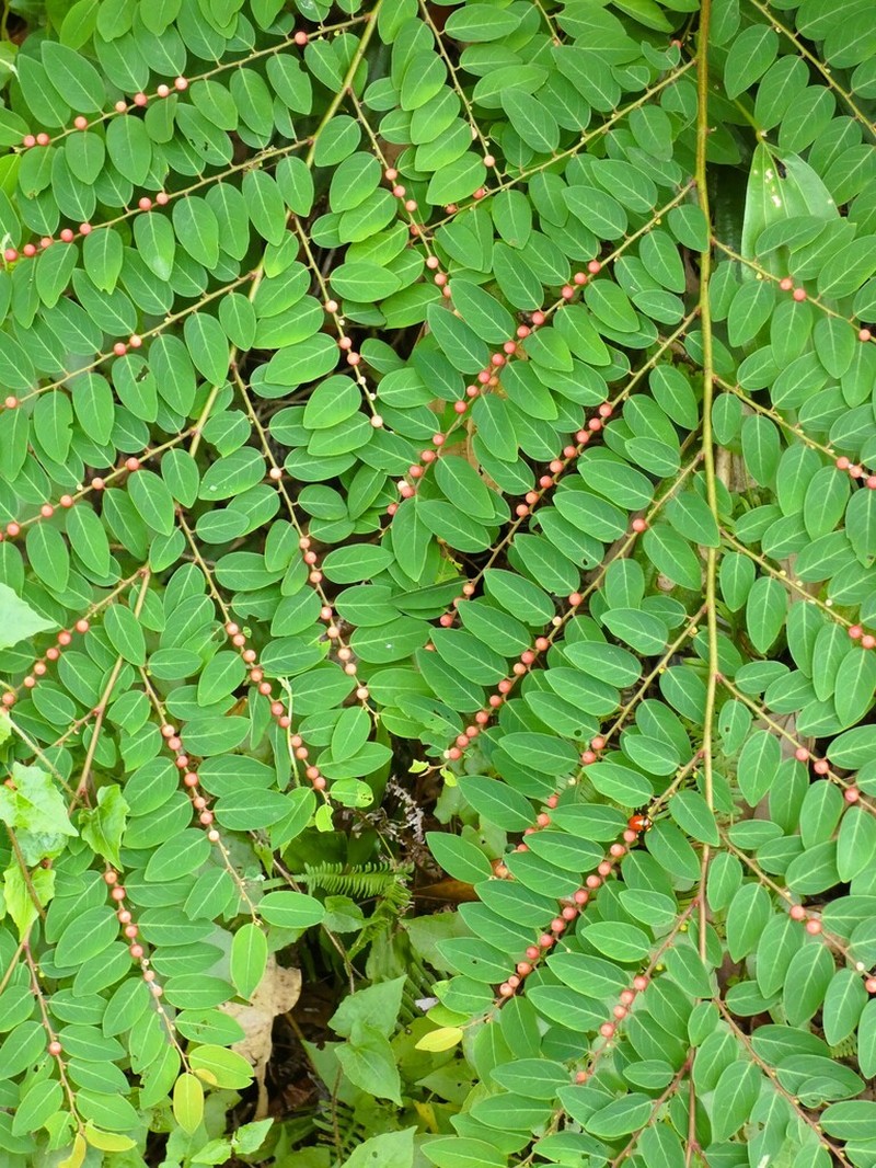 Breynia coronata photo 3
