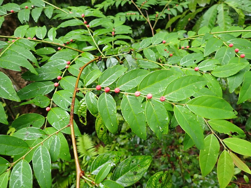 Breynia coronata photo 5