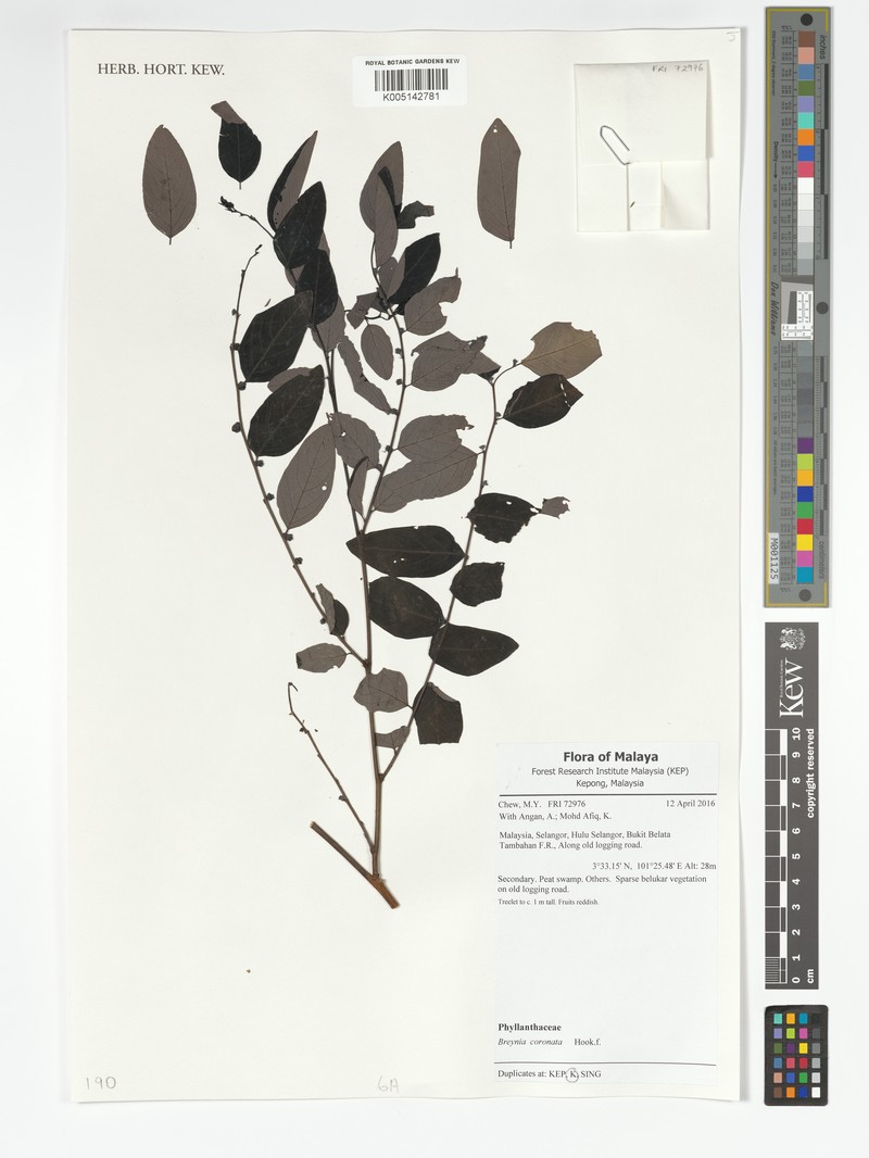 Breynia coronata photo 6
