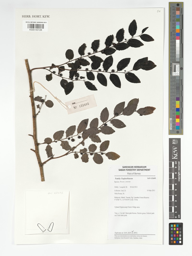 Breynia coronata photo 7