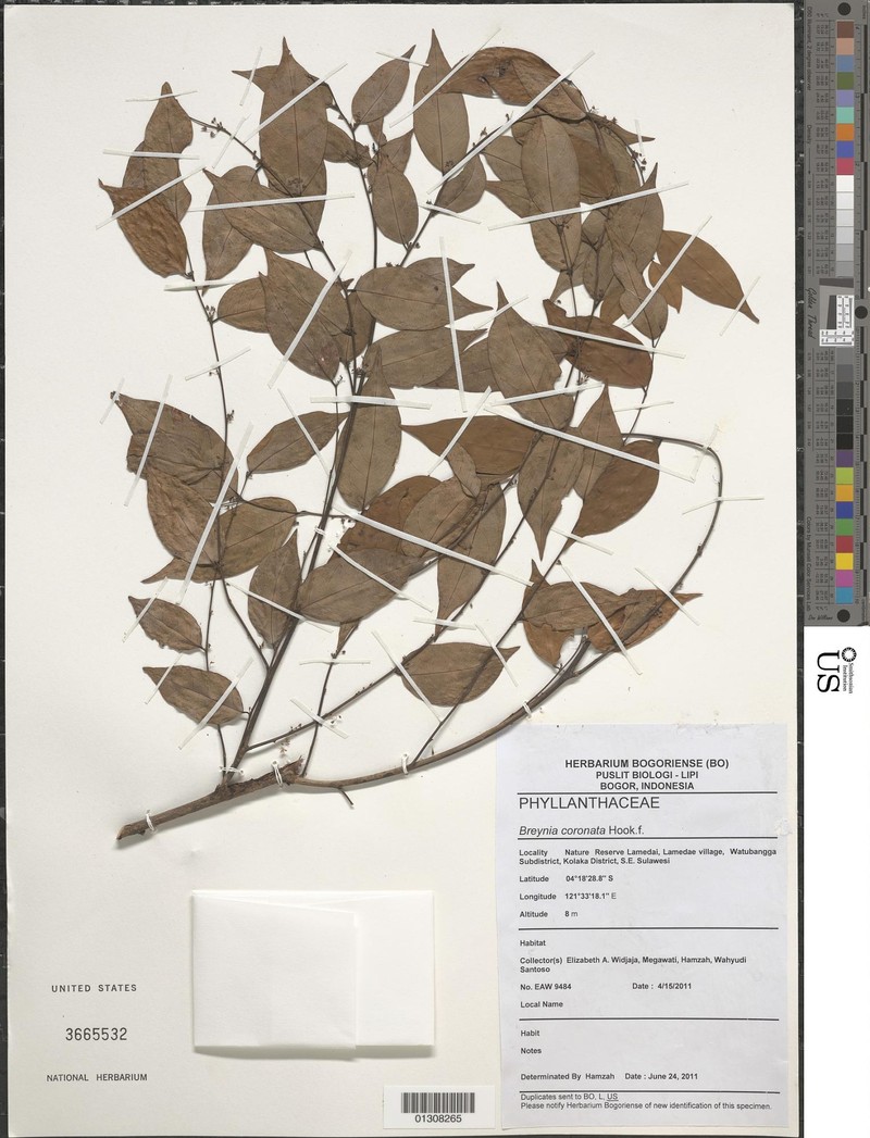Breynia coronata photo 8