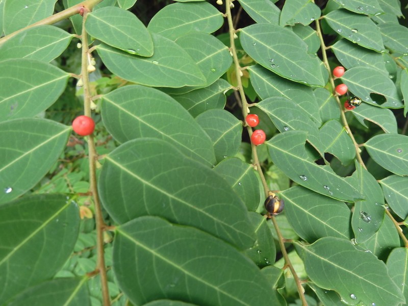 Breynia discigera
