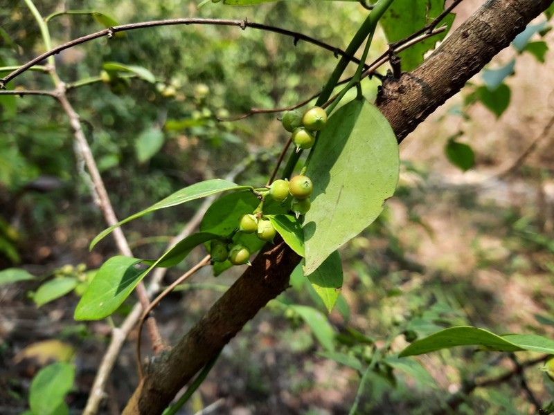 Breynia glauca
