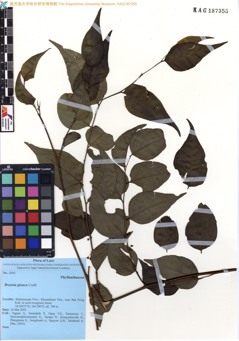 Breynia glauca photo 3