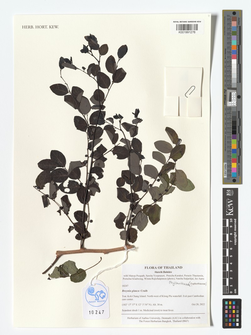 Breynia glauca photo 4