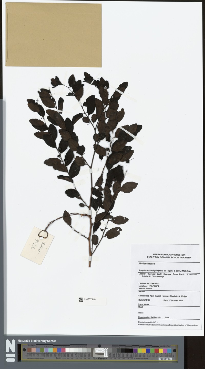 Breynia microphylla