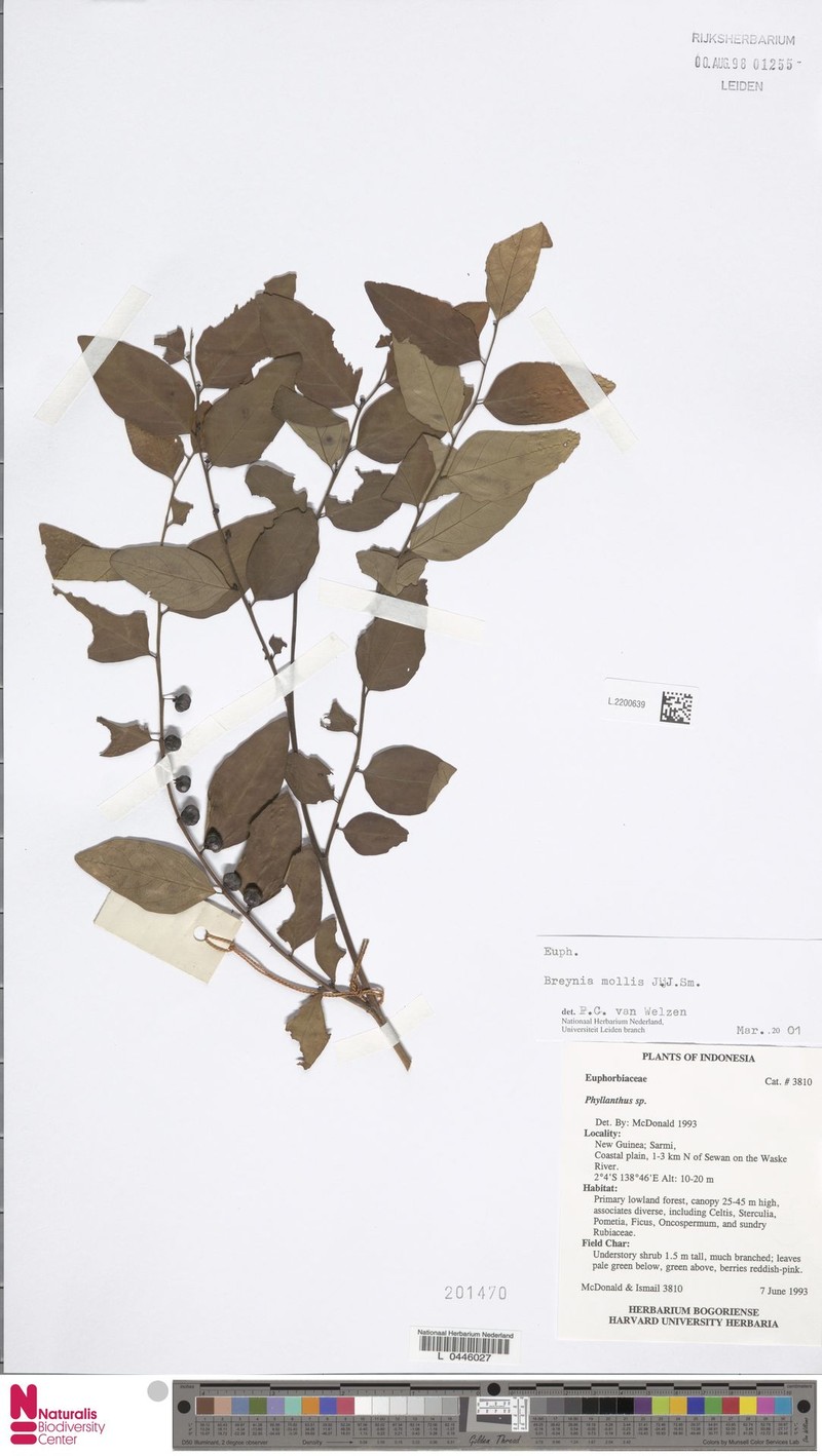Breynia mollis