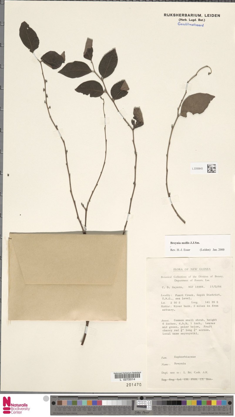 Breynia mollis photo 3