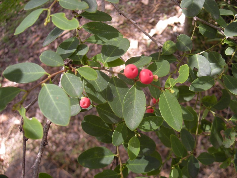 Breynia oblongifolia