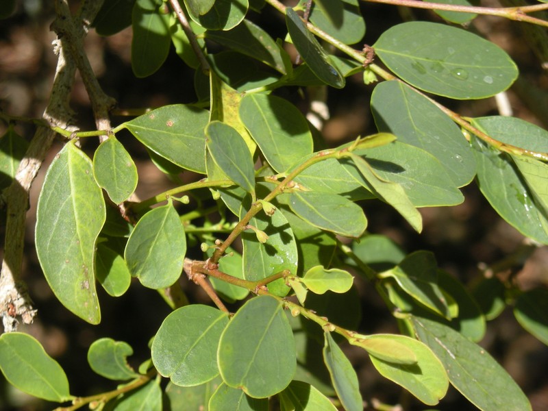 Breynia oblongifolia photo 2