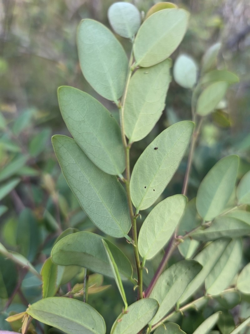 Breynia oblongifolia photo 3