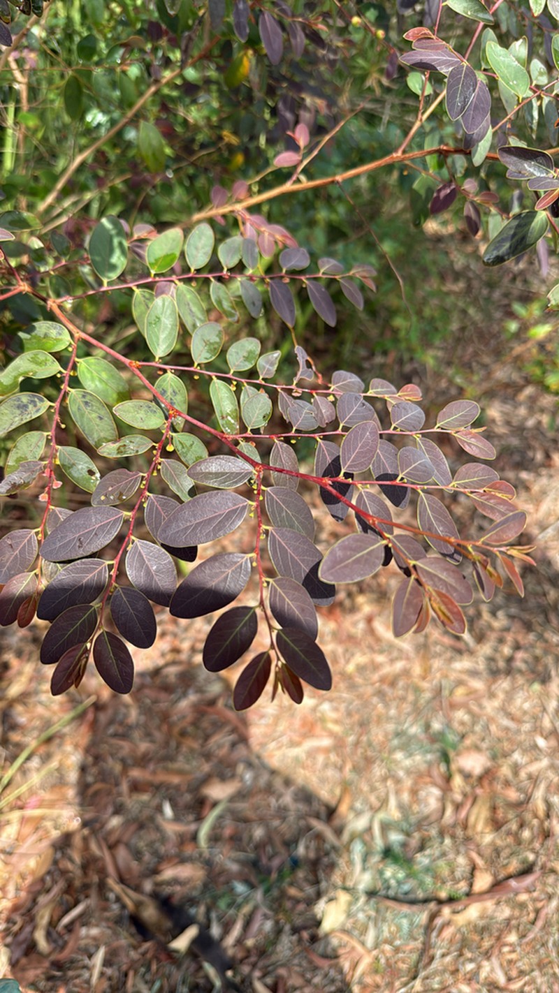 Breynia oblongifolia photo 4