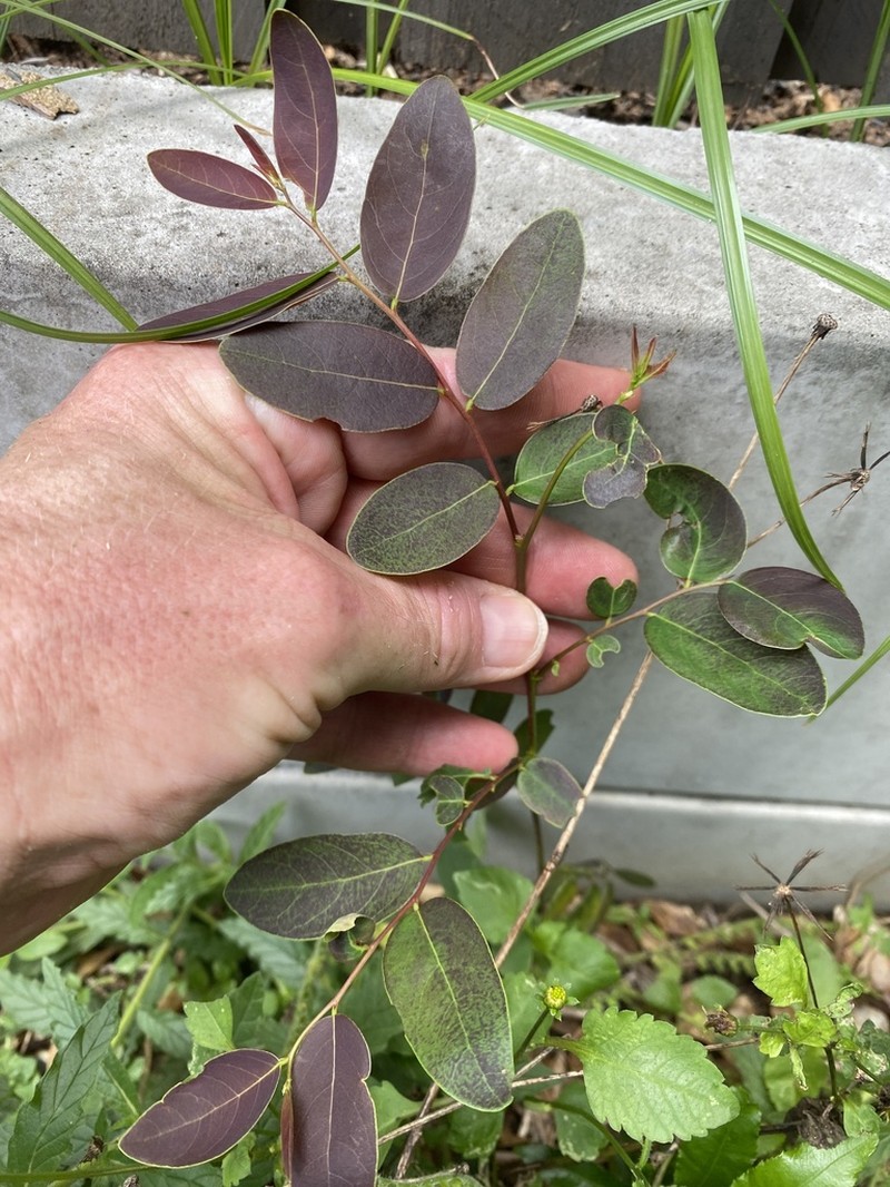 Breynia oblongifolia photo 5