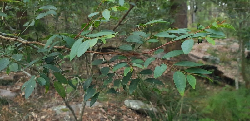 Breynia oblongifolia photo 6