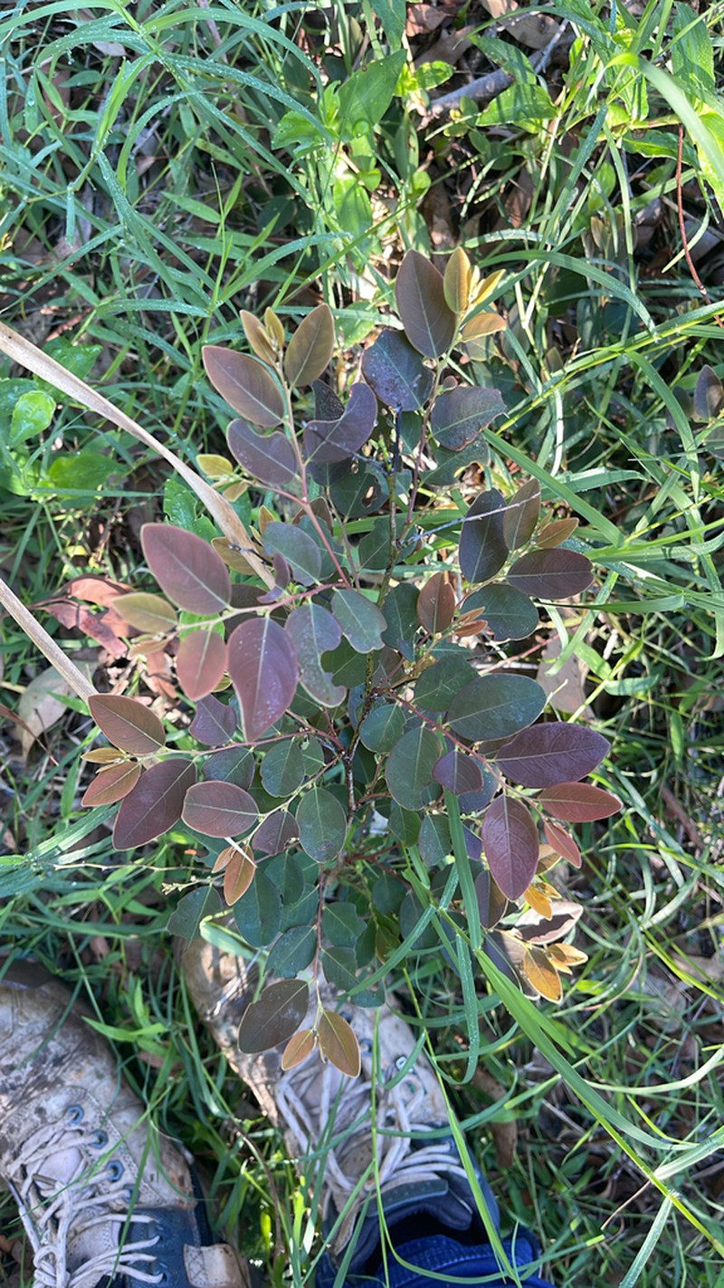 Breynia oblongifolia photo 7